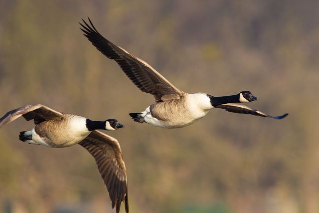 Canada goose bird clearance food